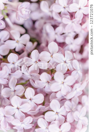 soft, pastel hues of pink lilac flowers in full bloom, creating a serene and dreamlike quality that epitomizes the gentle warmth of a spring afternoon. 123721076