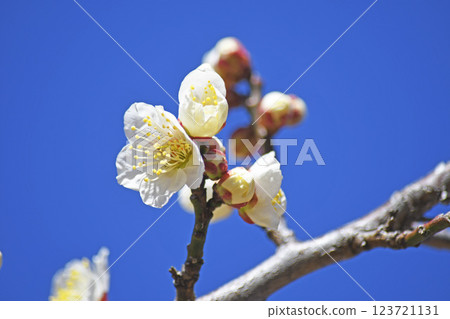 Plum blossom  123721131