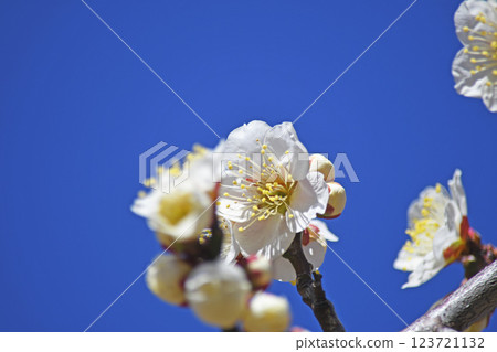 Plum blossom  123721132