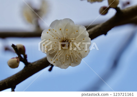 White plum blossoms blue sky background 123721161