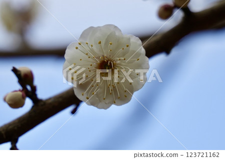 Beautiful white plum blossoms under blue sky 123721162