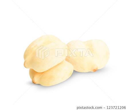 Toddy palm, Sugar palm on white background. Toddy palm, Sugar palm on white background. 123721206