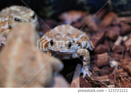 Miyako Toad Miyako Toad 123721221