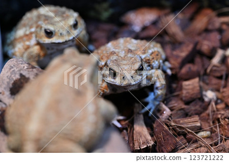 Miyako Toad Miyako Toad 123721222