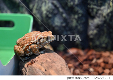 Miyako Toad 123721224