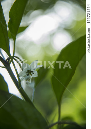 Blooming flowers 123721234