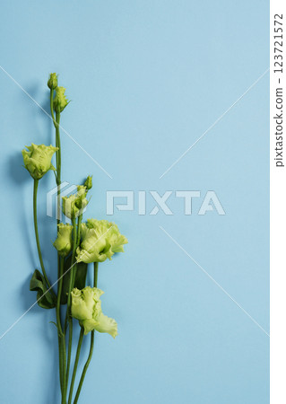 Green lisianthus flowers on a light blue background. A place for your text. Green lisianthus flowers on a light blue background. A place for your text. 123721572