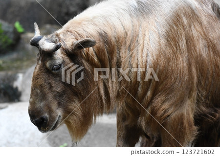 Golden Takin 123721602