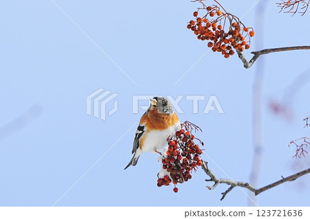 Atri eating rowan fruits Atri eating rowan fruits 123721636