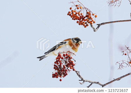 Atri eating rowan fruits Atri eating rowan fruits 123721637
