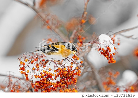 一隻雀科鳥正在啄食花楸果 123721639