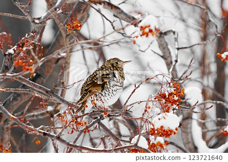 花楸果和棕色畫眉鳥 123721640
