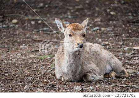 鹿,梅花鹿,奈良公園,奈良市 鹿,梅花鹿,奈良公園,奈良市 123721702