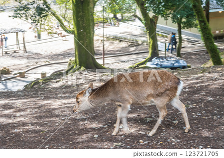 Deer in Nara Park Nara City Deer in Nara Park Nara City 123721705