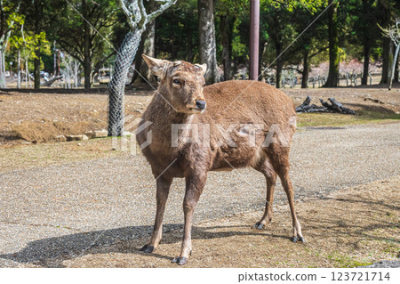 Male deer in Nara Park, Nara City Male deer in Nara Park, Nara City 123721714