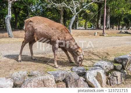 奈良市奈良公園的雄鹿 奈良市奈良公園的雄鹿 123721715
