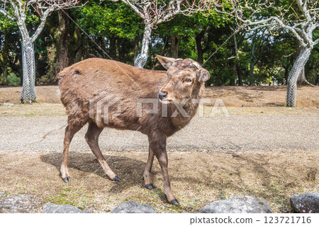 奈良市奈良公園的雄鹿 奈良市奈良公園的雄鹿 123721716