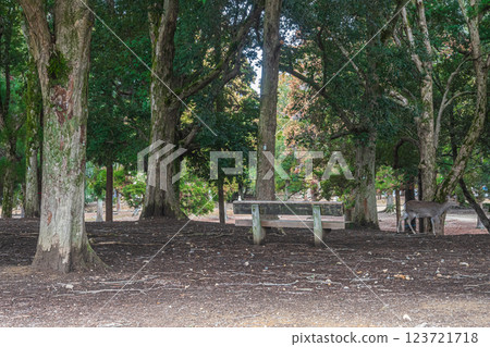 Forest scenery in Nara Park 123721718