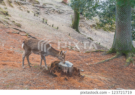 在奈良市奈良市的鹿 123721719