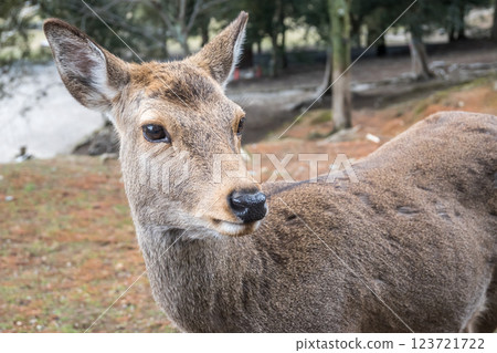 在奈良市奈良市的鹿 123721722