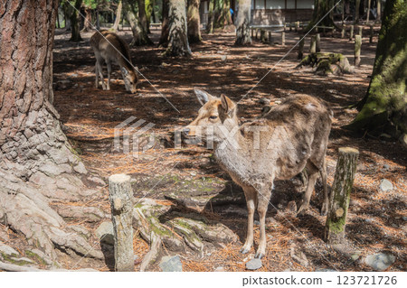 Deer in Nara Park Nara City 123721726