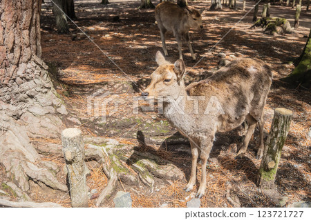 Deer in Nara Park Nara City 123721727