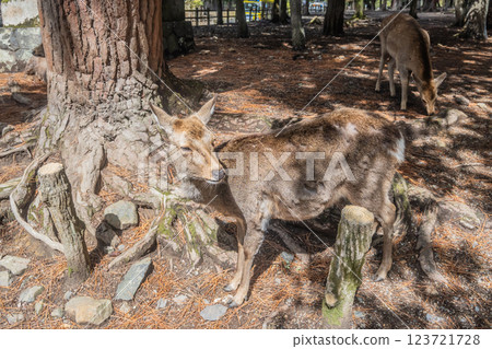 Deer in Nara Park Nara City 123721728
