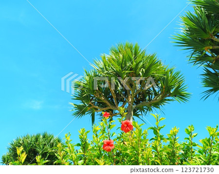 Hibiscus and blue sky in Okinawa 123721730