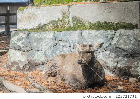Male deer in Nara Park, Nara City 123721731