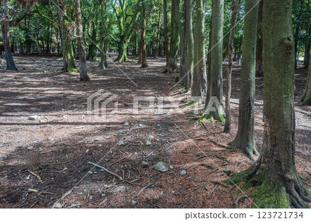 Forest scenery in Nara Park Forest scenery in Nara Park 123721734