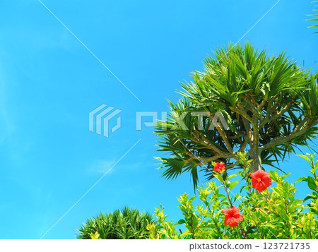 沖繩的芙蓉花和藍天 123721735