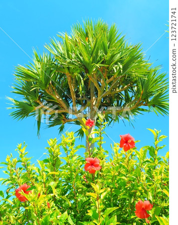 沖繩的芙蓉樹和露兜樹 123721741