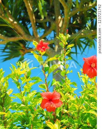 Okinawa red hibiscus 123721742