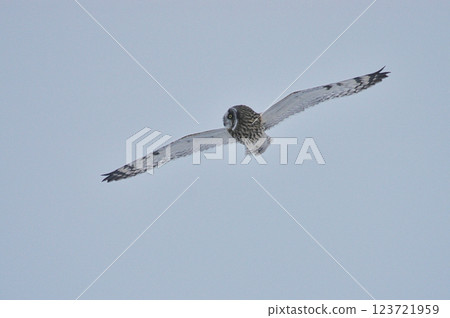Owl 123721959