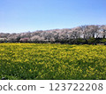 油菜花田和春天的櫻花 123722208