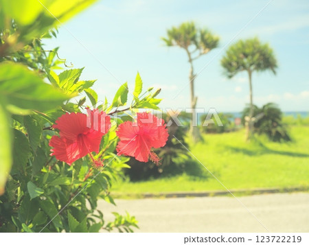 Hibiscus blooming in the blue sea at GALA, Yomitan Village, Okinawa Prefecture 123722219