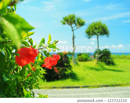 沖繩縣讀著谷村GALA蔚藍大海的木槿花 沖繩縣讀著谷村GALA蔚藍大海的木槿花 123722220