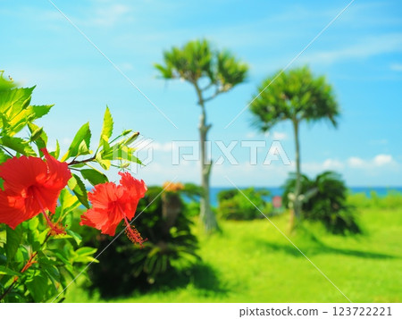 沖繩縣讀著谷村GALA蔚藍大海的木槿花 123722221