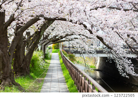 河邊的櫻花樹和小路 123722505