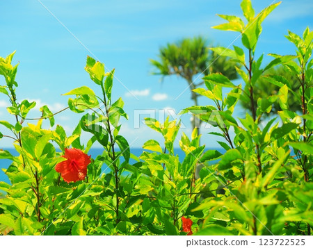Hibiscus blooming in the blue sea at GALA, Yomitan Village, Okinawa Prefecture Hibiscus blooming in the blue sea at GALA, Yomitan Village, Okinawa Prefecture 123722525