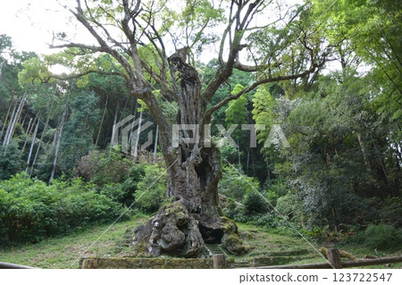 Scenery of the forest road at Koinoki Shrine in Chikugo City, Fukuoka Prefecture 123722547