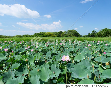 Izunuma in summer (lotus flowers) [Kurihara City to Tome City, Miyagi Prefecture] 123722827