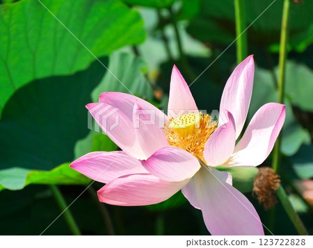 Izunuma in summer (lotus flowers) [Kurihara City to Tome City, Miyagi Prefecture] 123722828