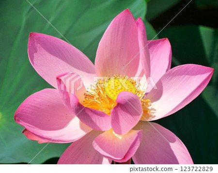 Izunuma in summer (lotus flowers) [Kurihara City to Tome City, Miyagi Prefecture] 123722829