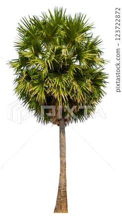 palm tree PNG transparent palm tree PNG transparent 123722872
