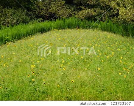 向日葵組 123723167