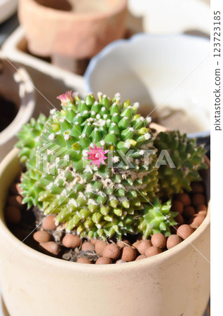 Mammillaria or Mammillaria erusamu f or rebutia minuscula, cactus or succulent with flower or cactus flower 123723185
