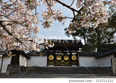 醍醐寺和三寶院唐門的櫻花(京都市伏見區) 醍醐寺和三寶院唐門的櫻花(京都市伏見區) 123723222
