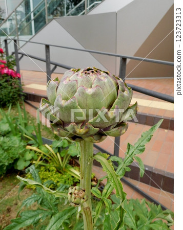 Artichoke Minato Mirai 123723313