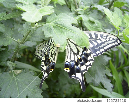 The adult swallowtail butterfly, commonly seen from spring to summer and autumn. 123723318